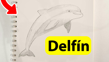 🏆 ¿Cómo dibujar un delfín a lápiz? | MEJORES DIBUJOS【2021】